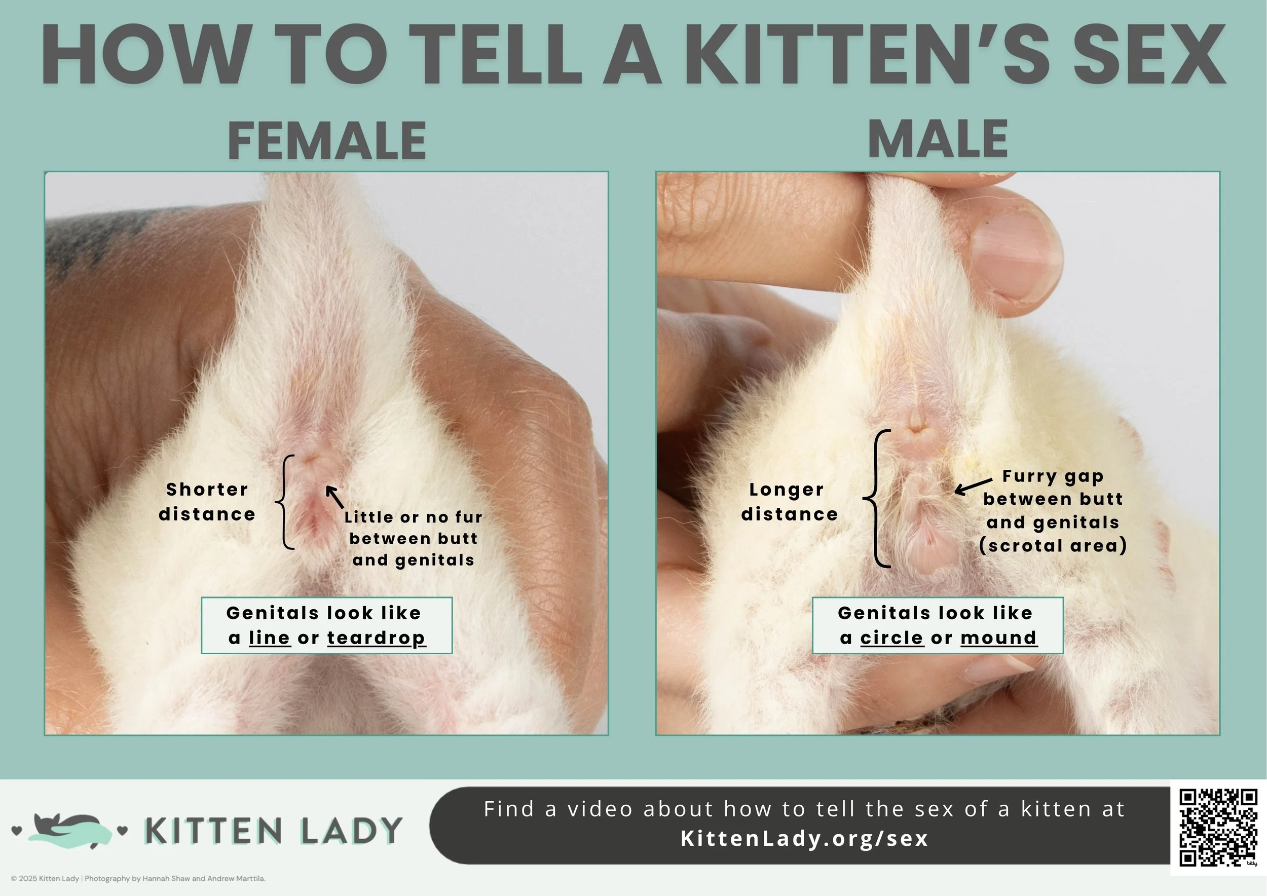 How to Determine the Sex of a Kitten — Kitten Lady How to Determine the Sex of a Kitten — Kitten Lady